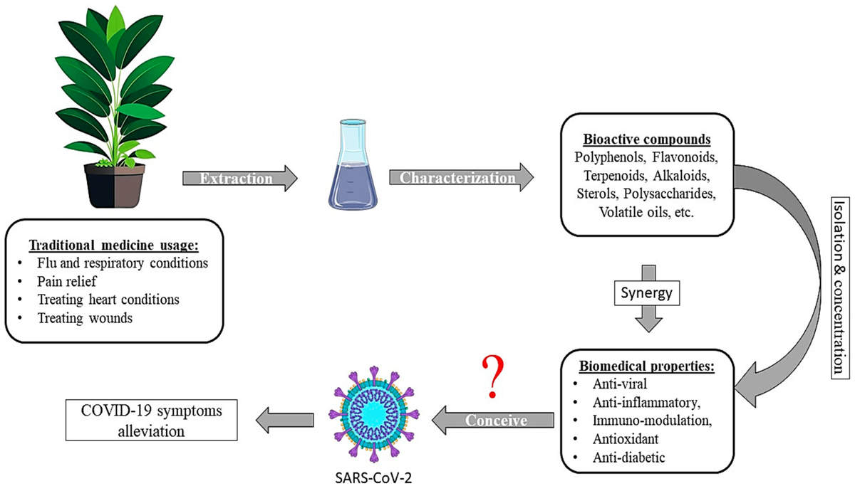 The potential of medicinal plants as a source of potential bioactive compounds against SARS-CoV-2 and COVID-19 symptoms management. 